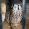 Bullied Baby Falcon Is Adorable